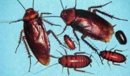 喋血蟑螂在线观看,惊悚悬疑，在线观看带你领略生死边缘